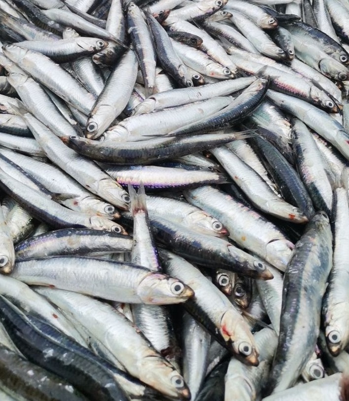 Anchovy 1
