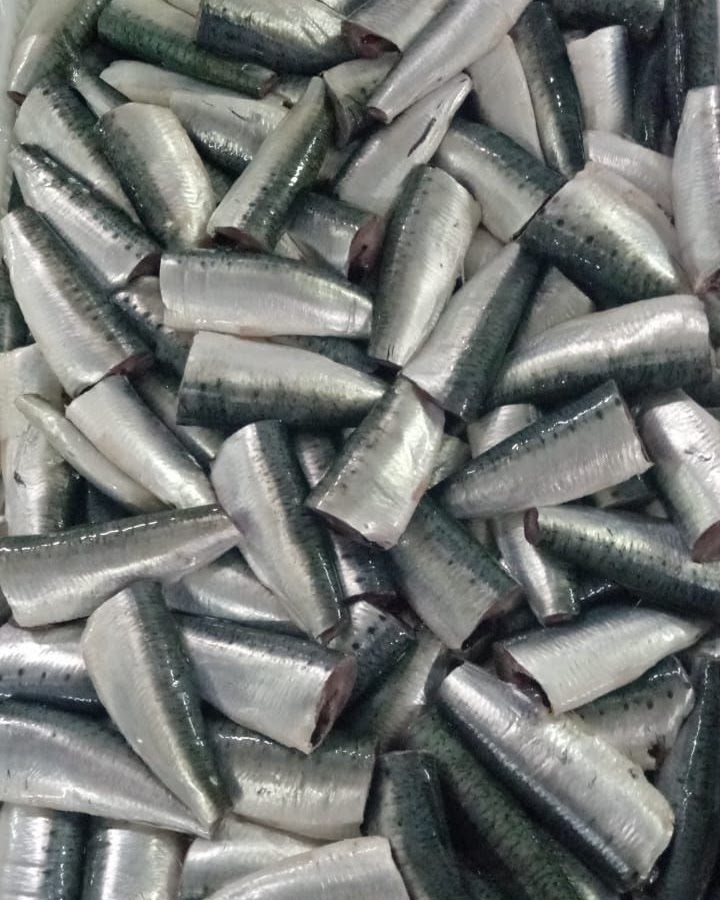 sardine HGT