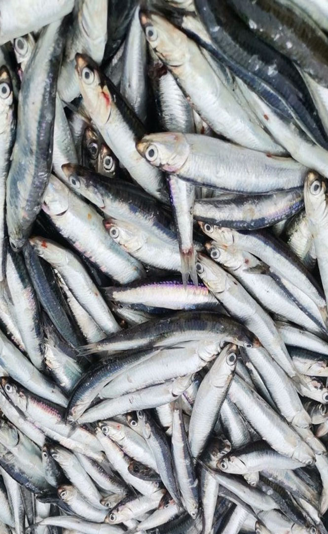Anchovy1
