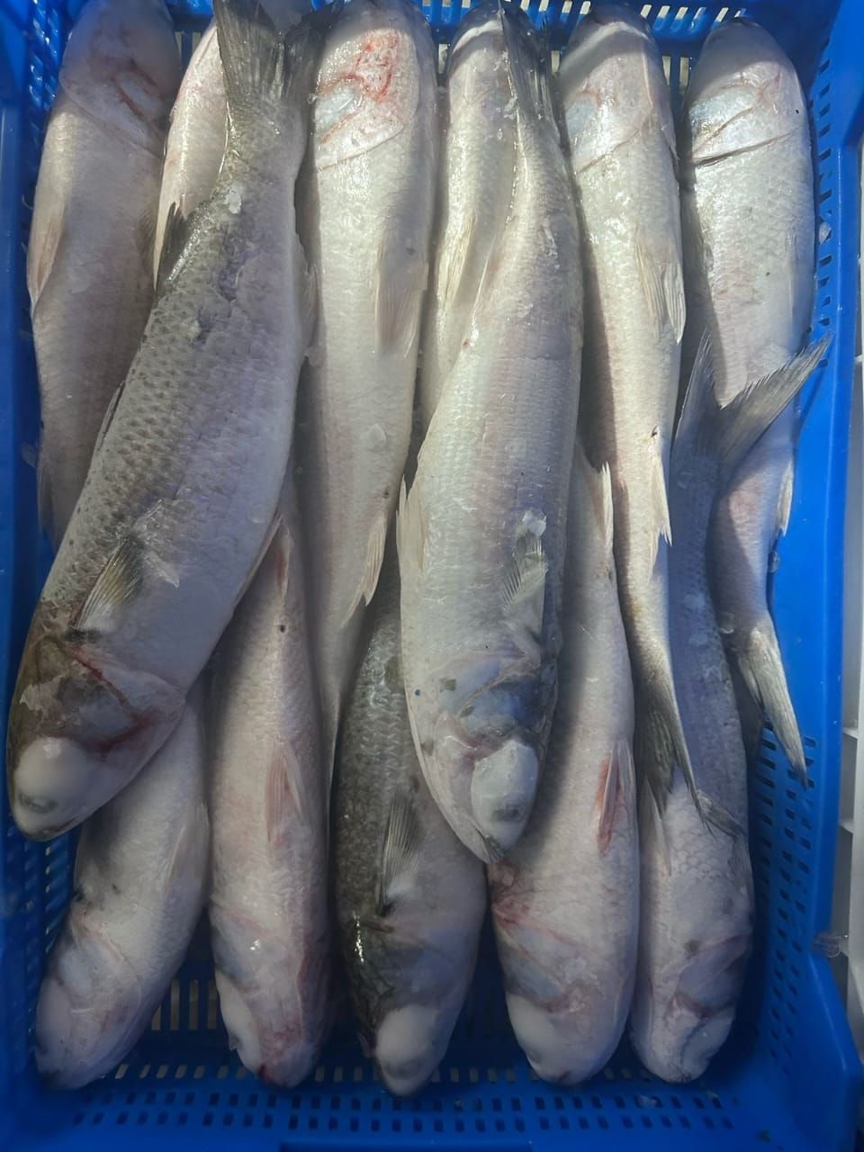 Grey Mullet